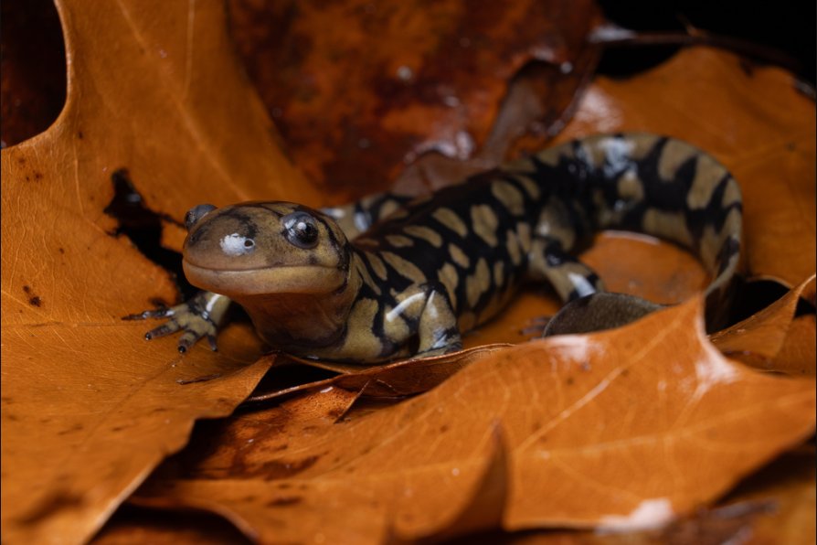 A real Eastern Tiger Salamander among fallen leaves